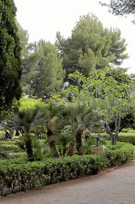 In den Jardines von Marivent: alte Bäume, organische Formschnitte und viel Grün. Ein botanischer Rundgang mit der Gartenarchitektin Erika Könn.