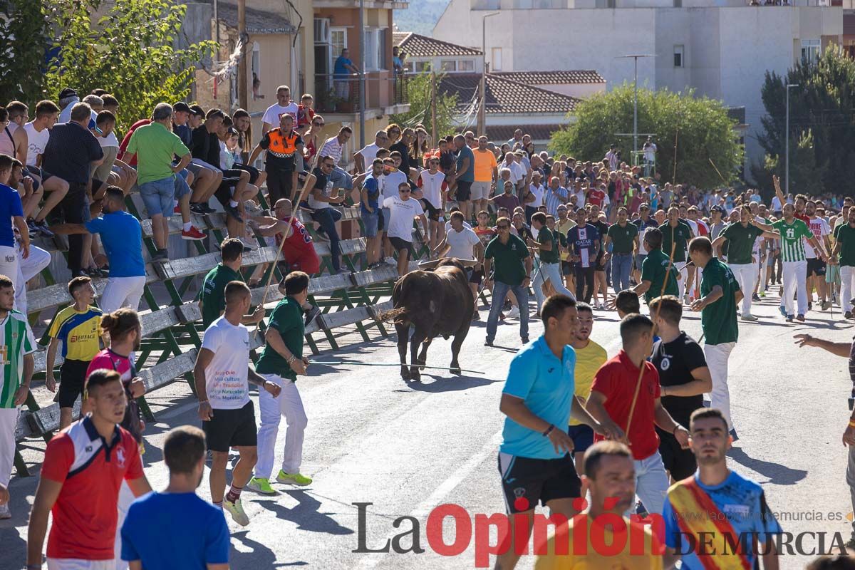 Quinto encierro de la Feria del Arroz de Calasparra