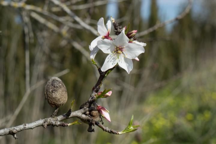 Mandelblüte auf Mallorca