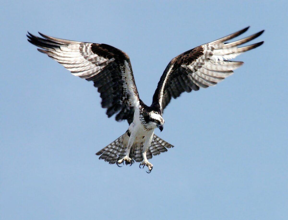 La Comunitat Valenciana recupera el águila pescadora, casi desaparecida de España