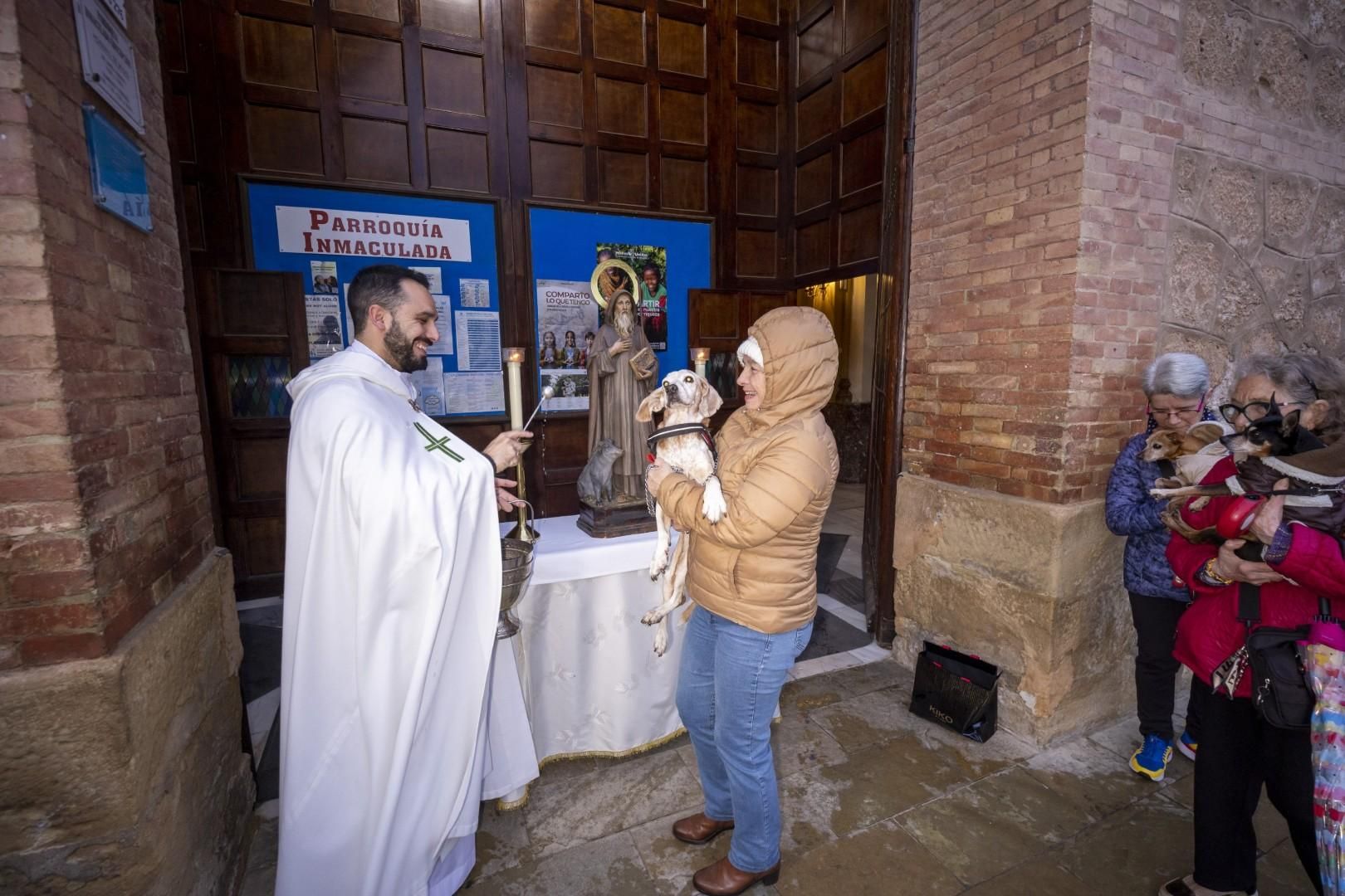 Bendición de animales por San Antón bajo una lluvia invernal en Torrevieja