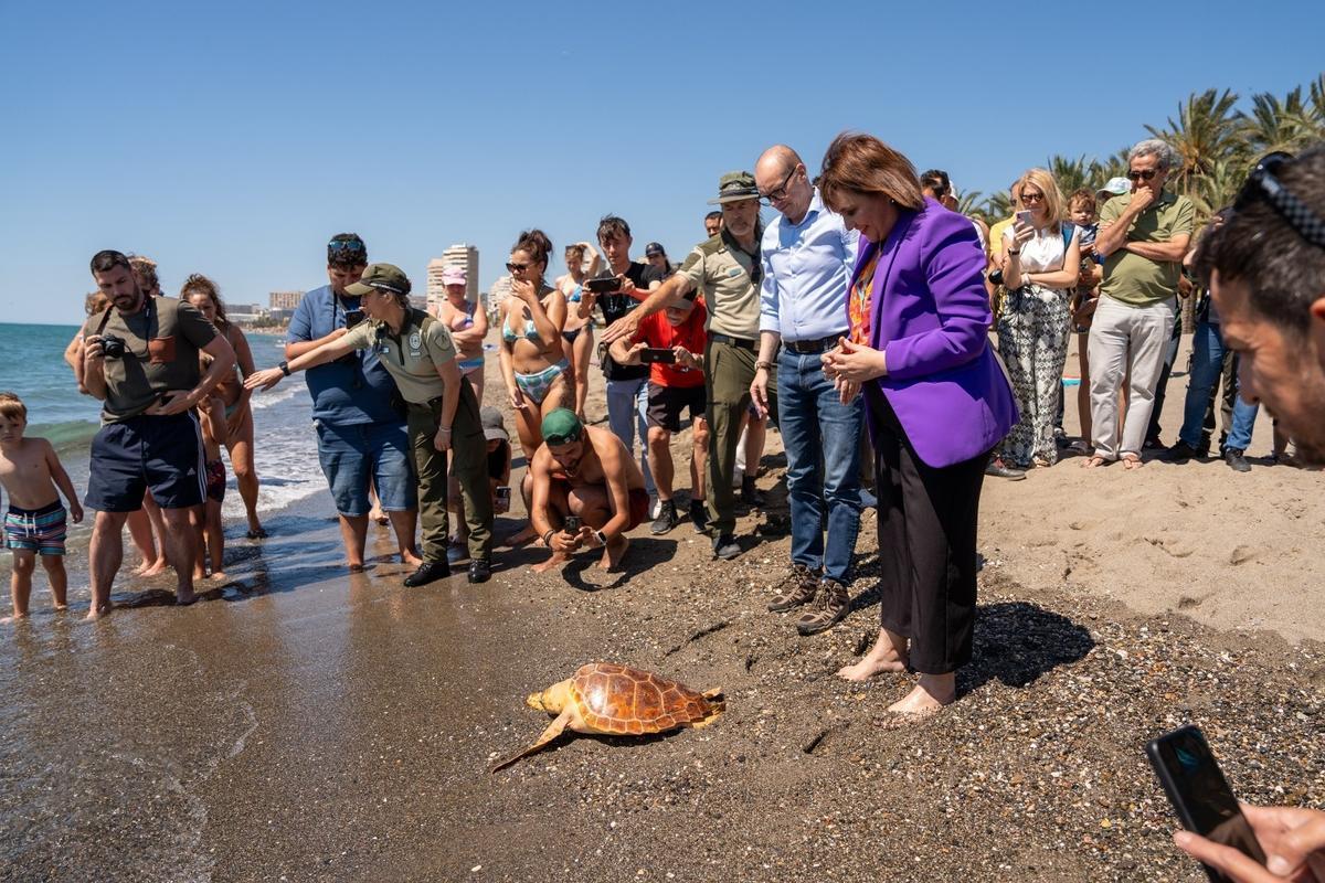 La Junta ha soltado las tortugas en las playas de Torremolinos.