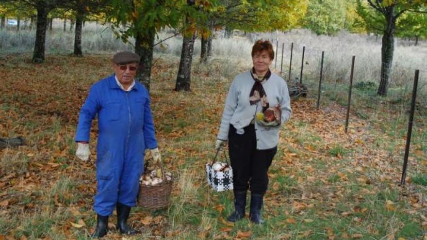 Las heladas reducen a la mitad la cosecha de castañas en la Alta Sanabria