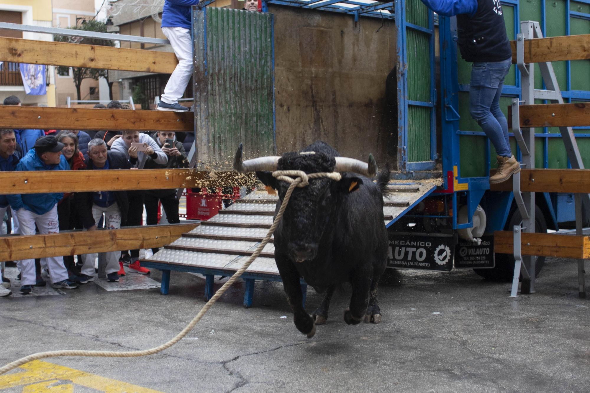 El "Bou en corda" vuelve al Pont Vell de Ontinyent