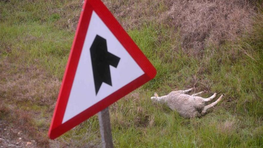 El dueño de la oveja que provocó el accidente mortal es vecino de Córdoba y tiene 70 años