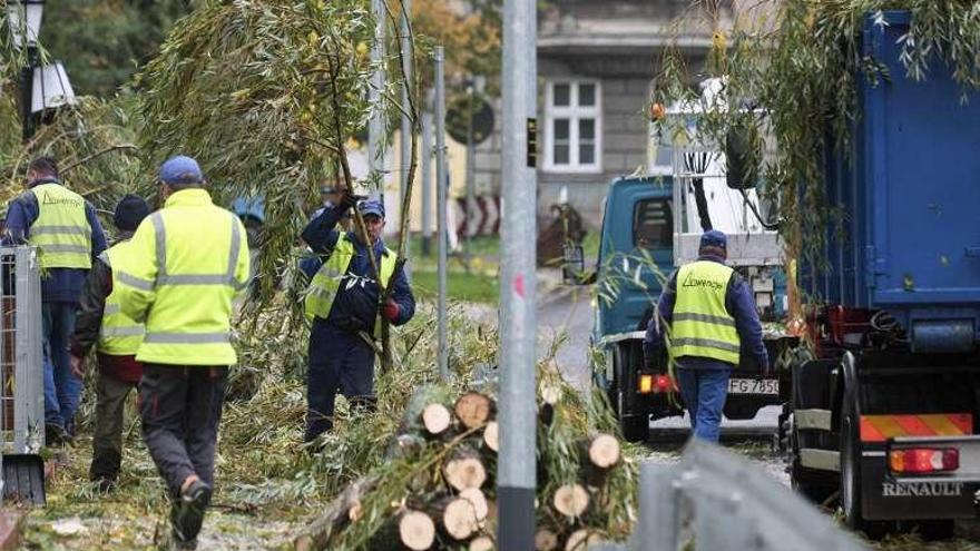 Operarios municipales recogen un árbol en Gorgow Wielkopolski (Polonia).