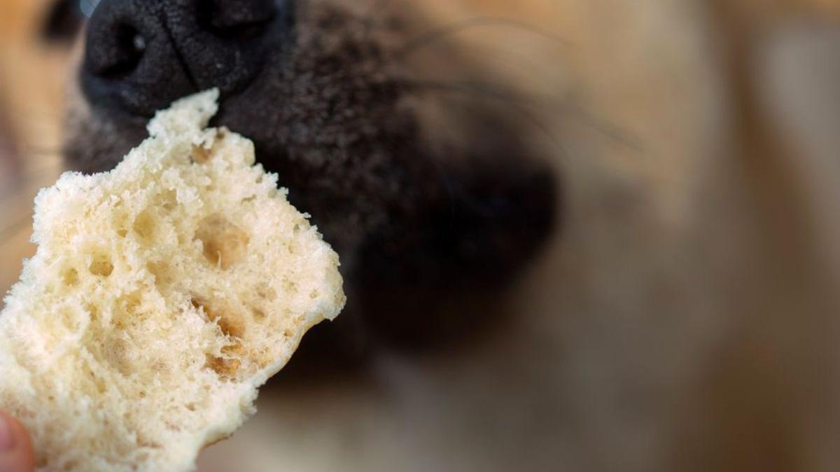 Esto es lo que le ocurre al perro o gato si comen pan