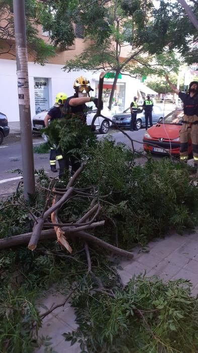 Los bomberos desbrozaron el árbol y la ramas, que se encontraban obstaculizando la calzada.