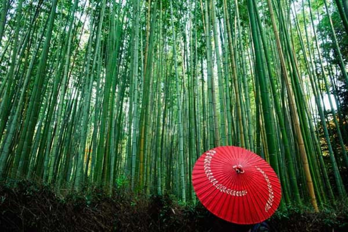 Bosque de bambú en Japón.