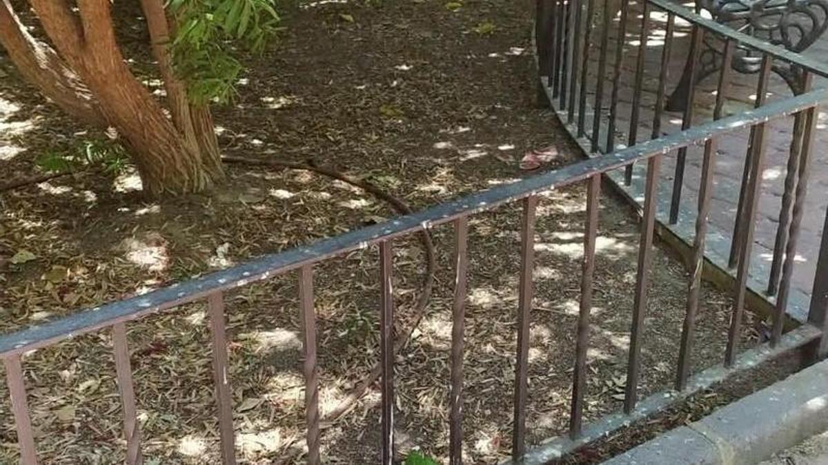 Cebos venenosos en Cieza