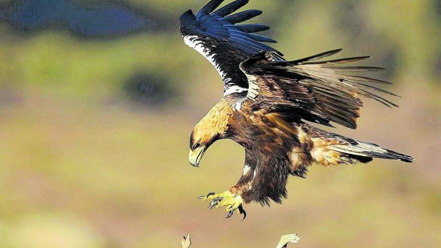 Primer pla d’una àguila
imperial. shutterstock/eduardo medina