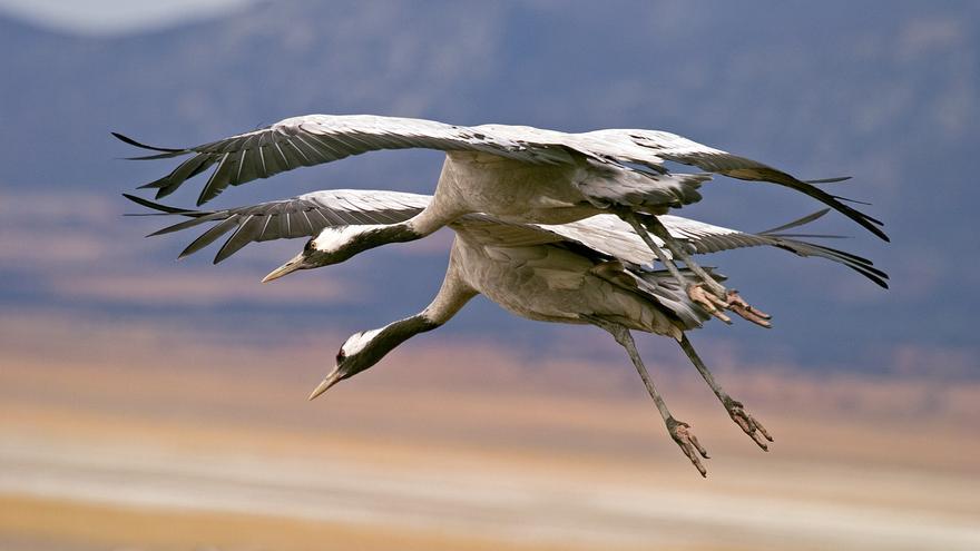 Miles de grullas ya están en Cabañeros y las Tablas de Daimiel para pasar el invierno