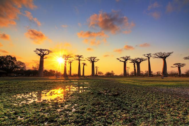 La mejor edad para descubrir Madagascar es después de los 30. Aquí, sus enigmáticos baobabs.