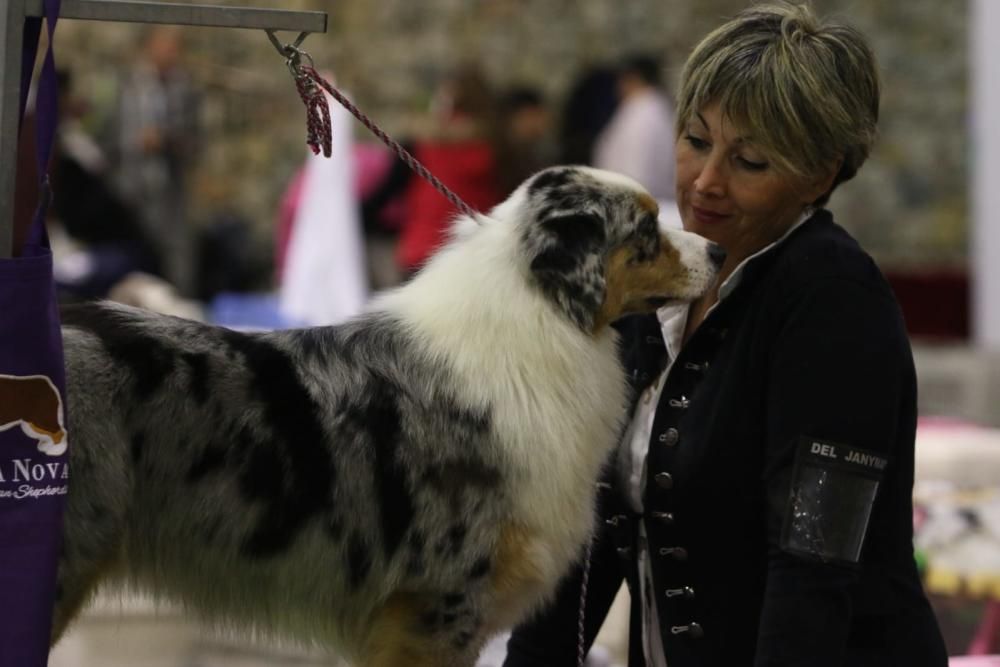 Fotos de Mi Mascota 2018