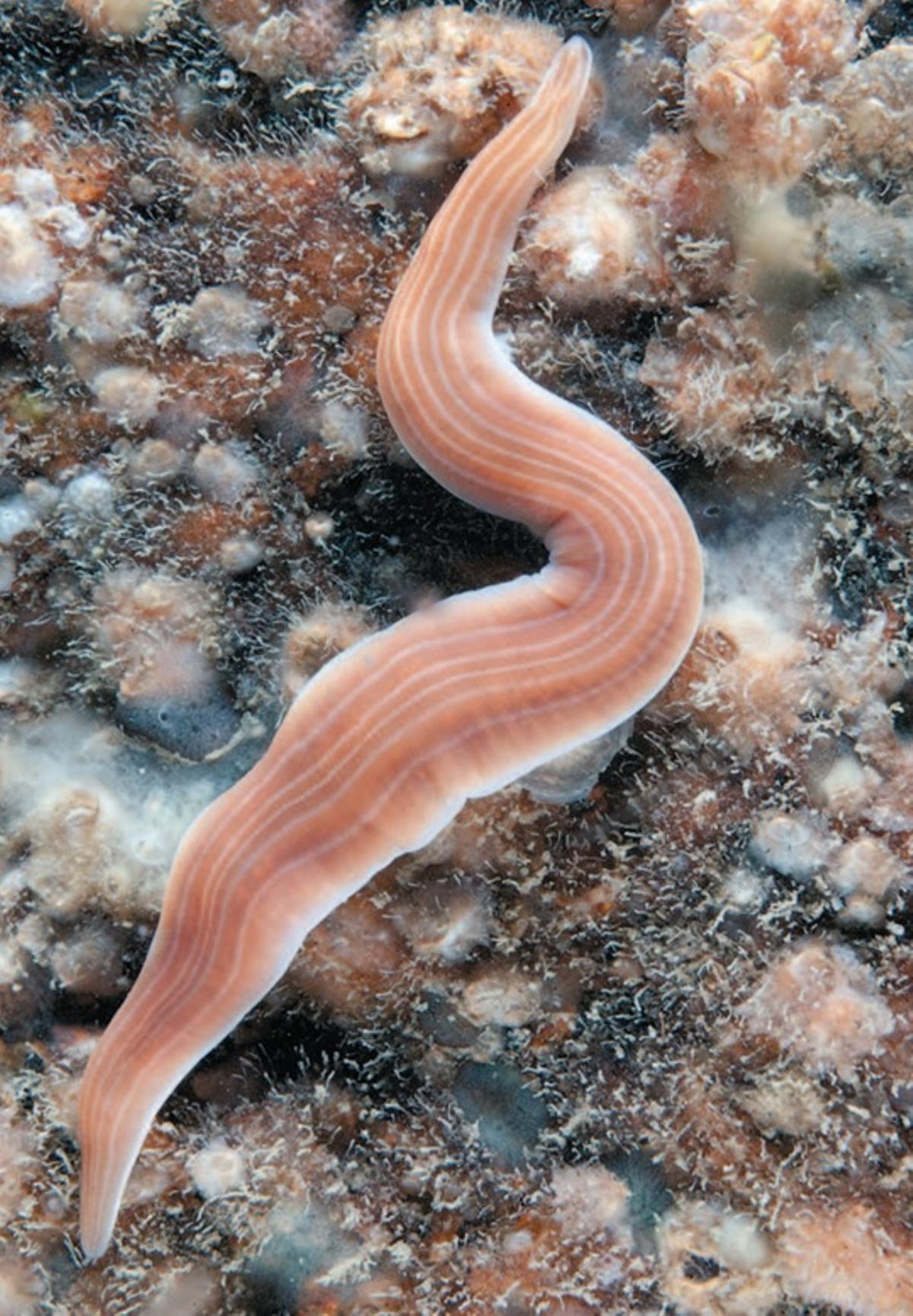 «Gibsonnemertes spectabilis»