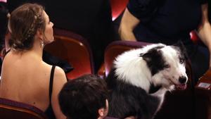 Messi, el perro de Anatomy of a Fall , se sienta entre el público antes de la entrega de los Oscar