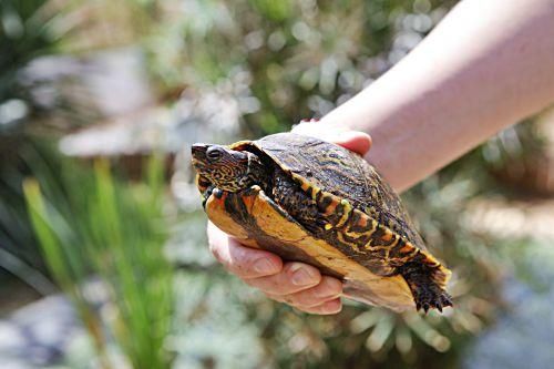 Rechtliches Tauziehen um tausend Schildkröten