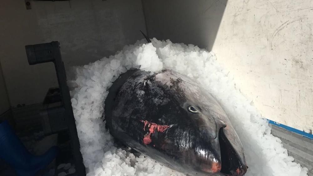 Arranca la campaña de captura del atún rojo