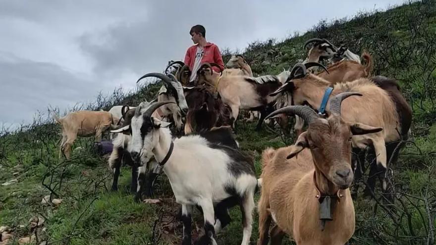 Un pastor cangués de 17 años, harto de los ataques de los lobos, vende todas sus cabras