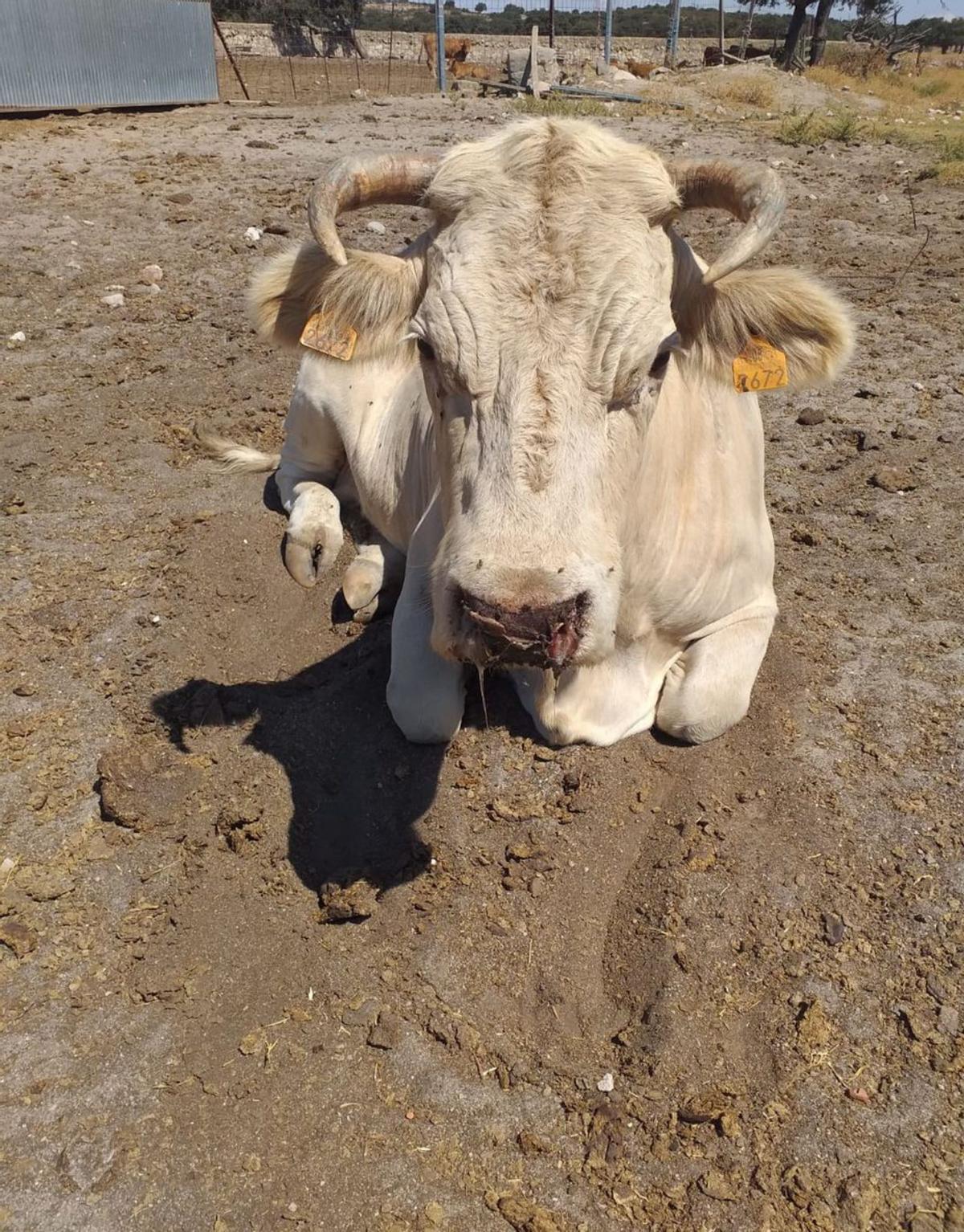 Una vaca enferma en una ganadería de Peñausende. | Cedida