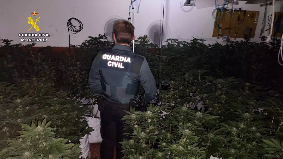 La Guardia Civil interviene 220 plantas de marihuana y detiene a una persona en Cerro Muriano