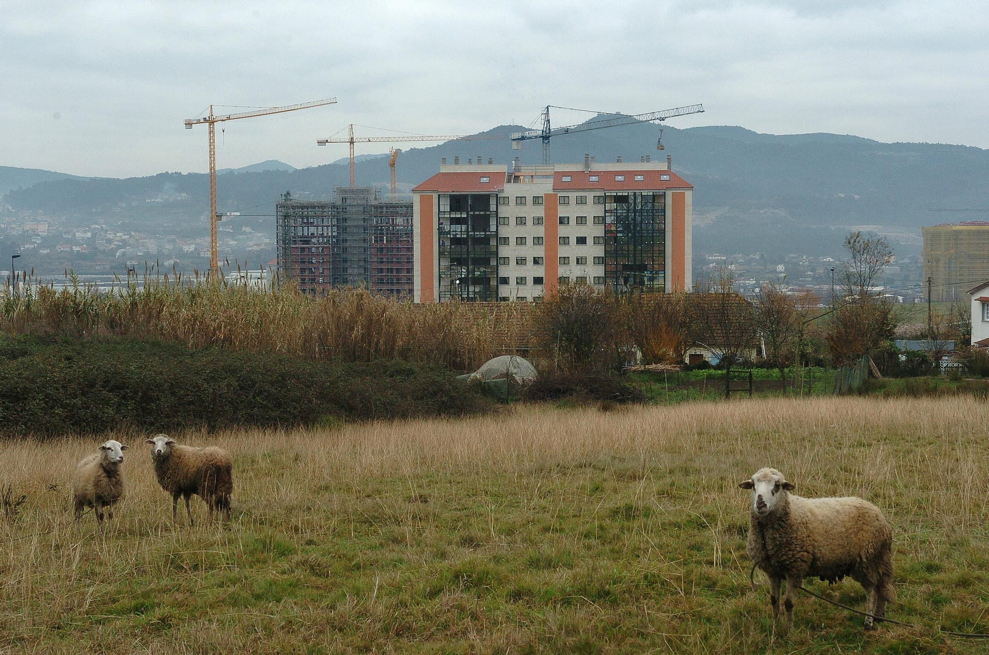 Navia cumple 20 años