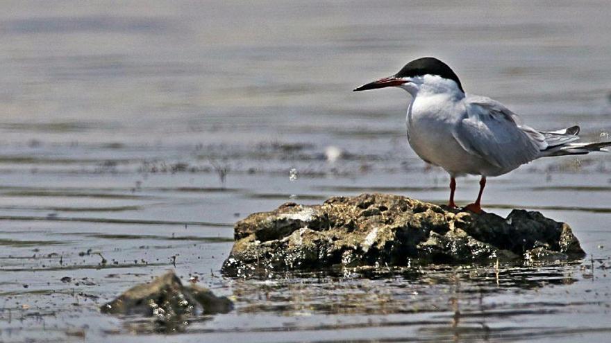 Récord de aves en s&#039;Albufereta