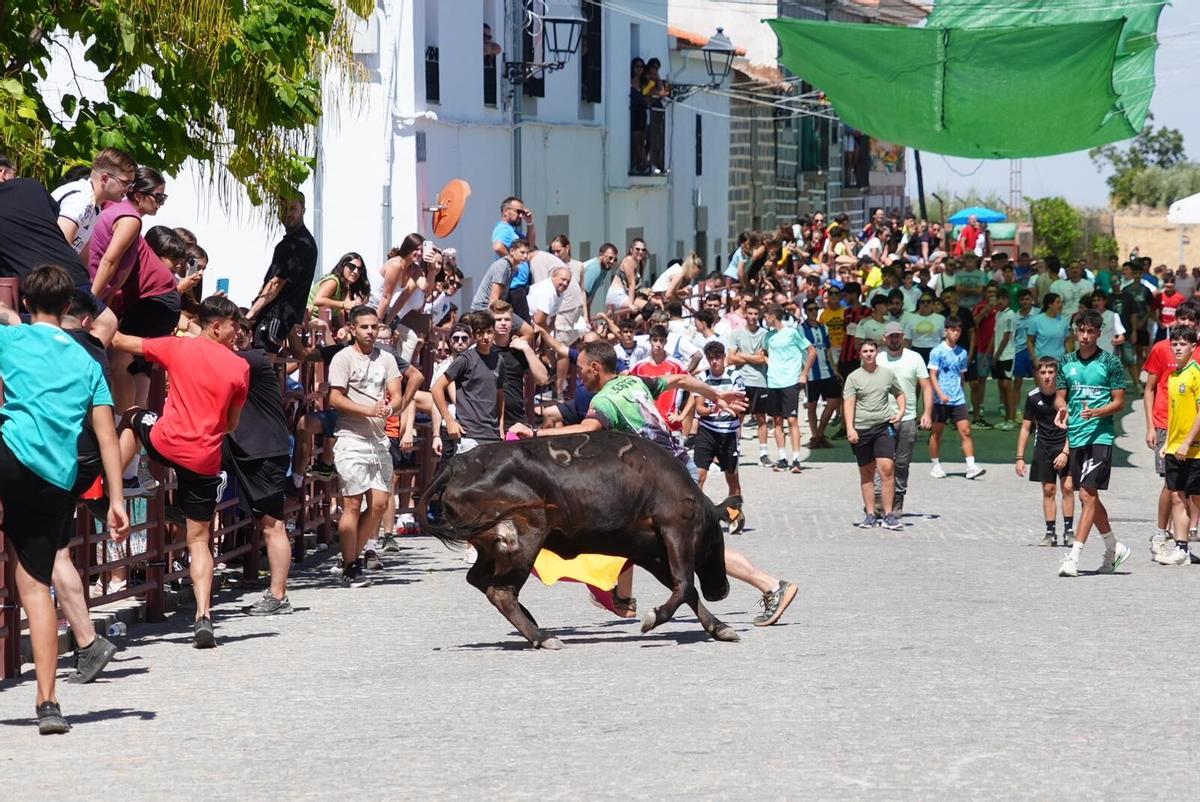 Las vaquillas vuelven tomar la calle en la feria de Añora Las vaquillas vuelven tomar la calle en la feria de Añora