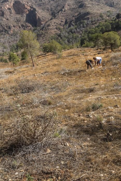 La Tercera Edad participa en la plantación de un centenar de árboles