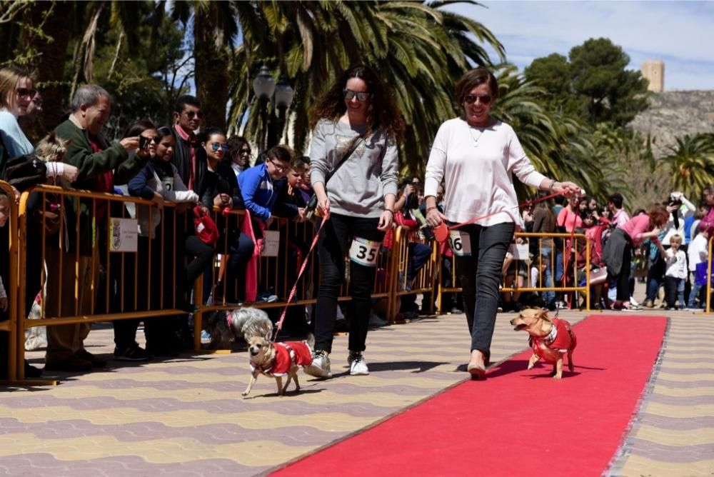 Garrapata fashion week, moda de perros en Jumilla