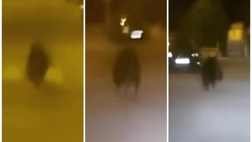 Sin rastro del oso que deambuló por las calles de Ponferrada (León)