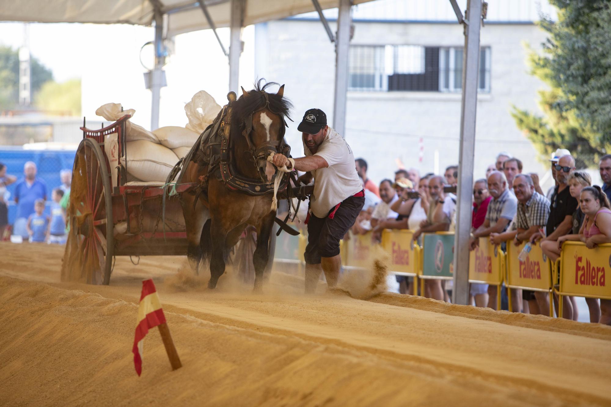 Así ha sido la XLV edición del concurso de tiro y arrastre de la Fira d'Agost de Xàtiva