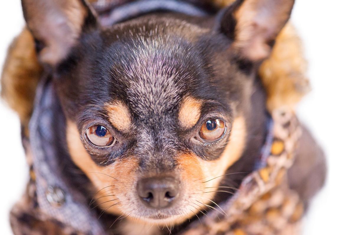 Chihuahua: una de las razas de perros pequeños más feos del mundo
