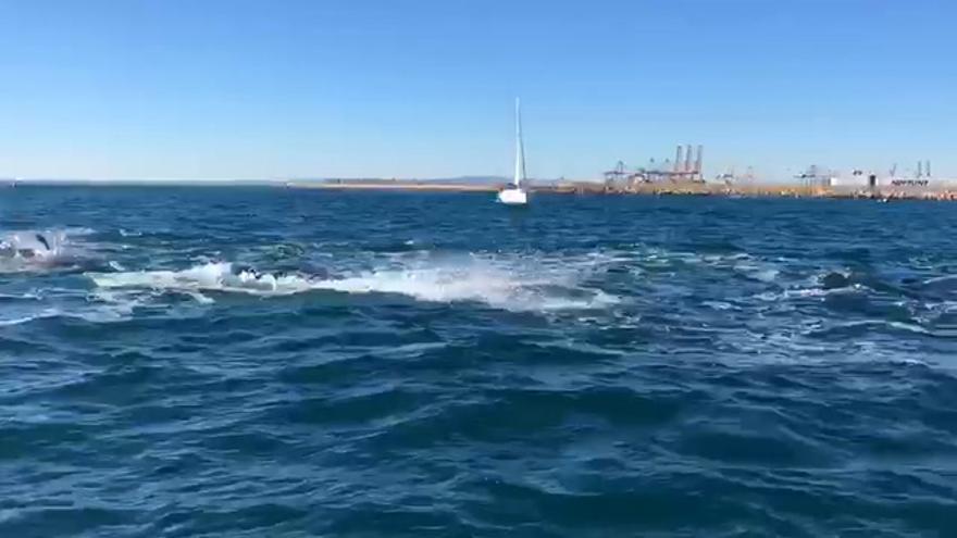 Delfines, sí; en el Grau de Castelló, no