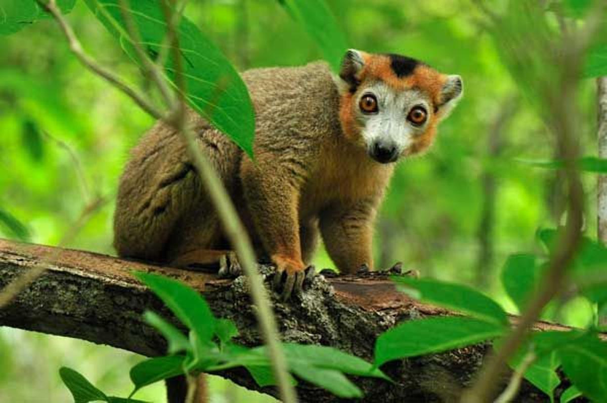 Lemur coronado en el Parque Nacional de Ankarana.