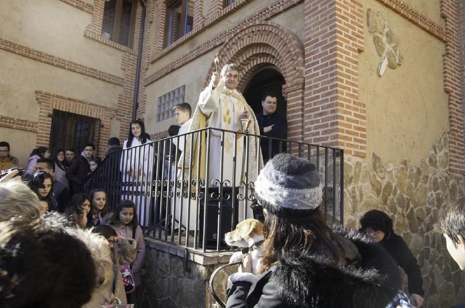 San Antón bendice a los animales en Benavente.