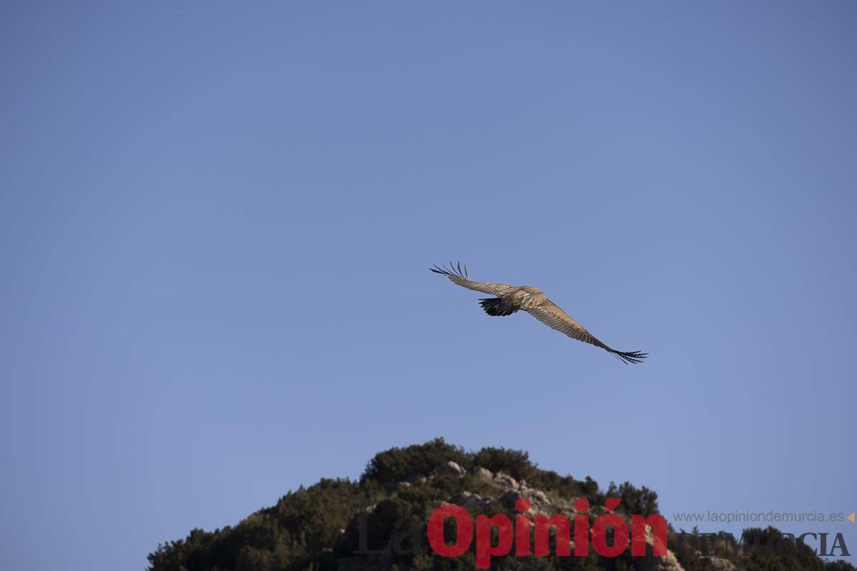 Suelta de dos buitres leonados en la Sierra de Mojantes en Caravaca