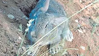 El ADN confirma que el conejo de Cíes es una población singular y de origen antiguo