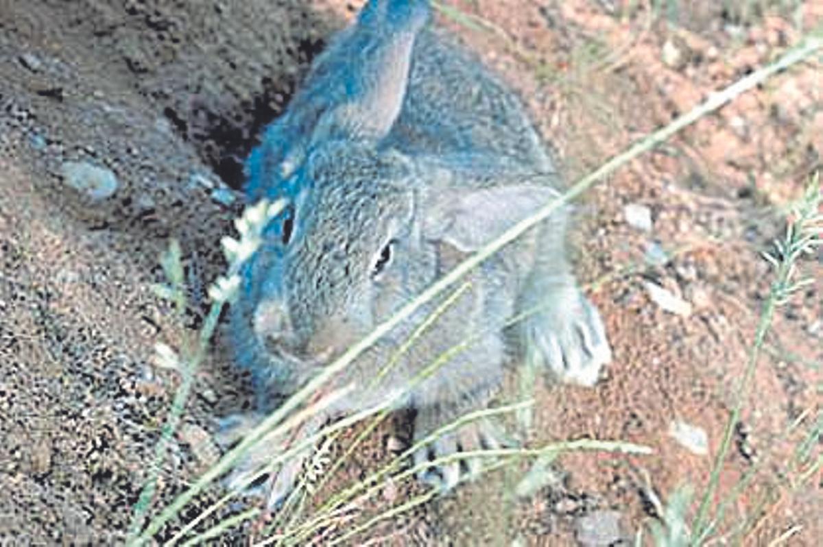Conejo en la islas Cíes.