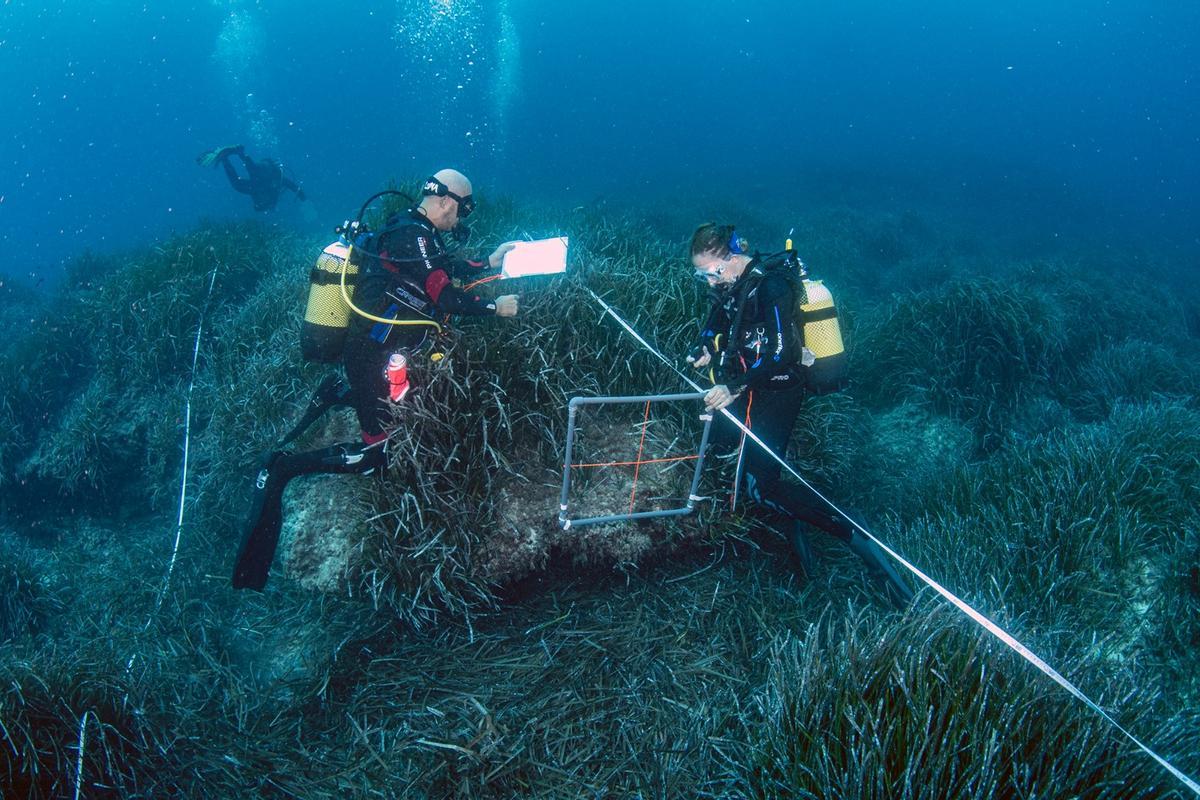 Plantación de posidonia en la costa de Ibiza, este año.
