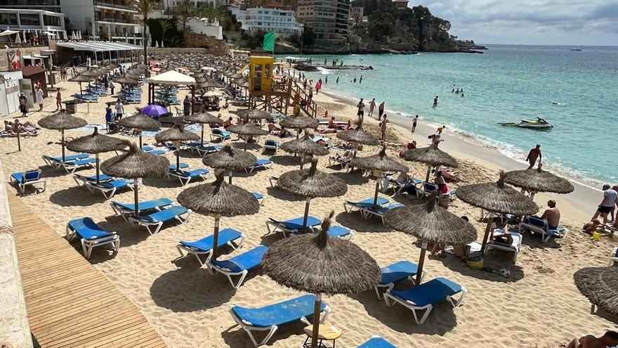 Las sombrilas y hamacas ocupan una gran superficie de la arena de Cala Major.