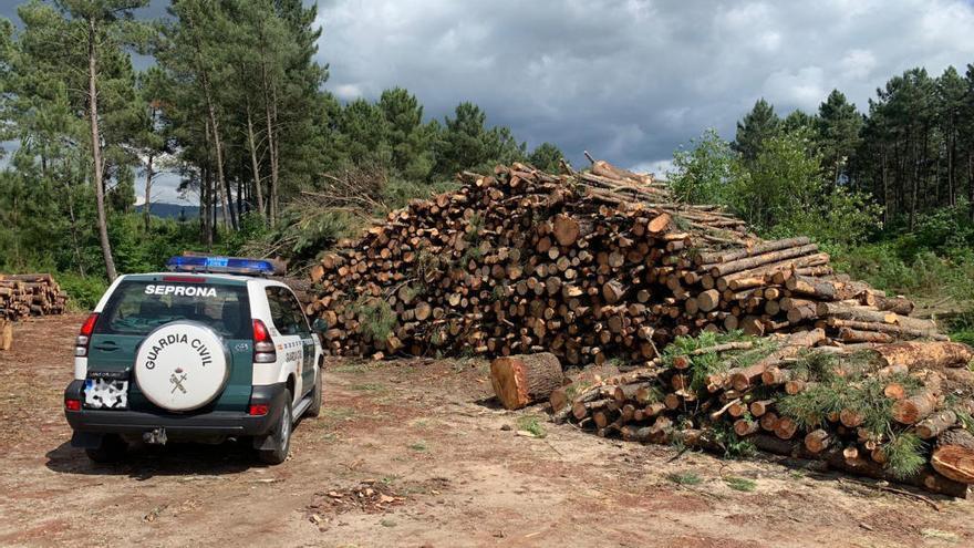 La madera se adquiría en zonas infectadas en As Neves // GC