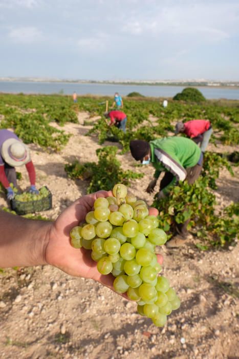 Comienza la vendimia más temprana de la península el parque natural de la laguna de La Mata. Sopla Levante elabora vinos de calidad del viñedo singular matero, sobre dunas fósiles, entre la laguna y e