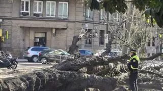 Alerta por la borrasca Oriana en Zaragoza: árboles caídos y parques cerrados por el fuerte viento