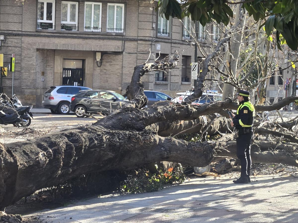 En imágenes I Cae un árbol de grandes dimensiones en Zaragoza