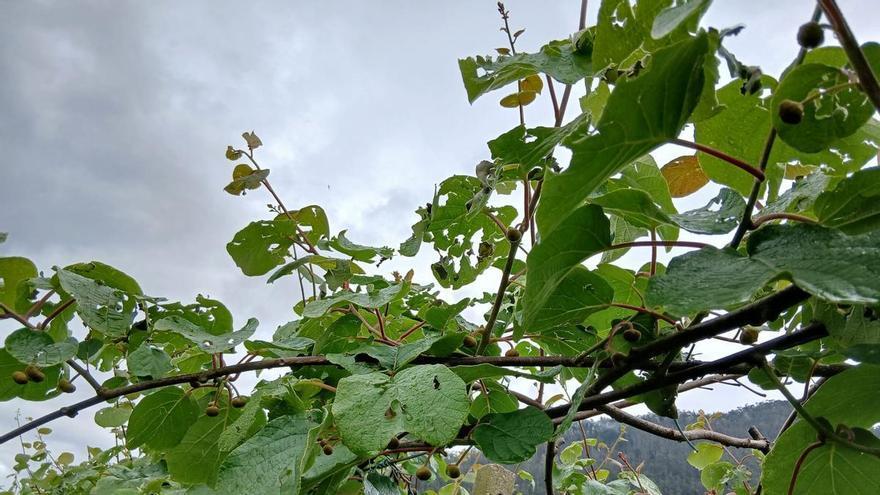 El "tormentón" de primavera que ha dejado al kiwi de Asturias en vilo: "Está por ver cómo afectará a la cosecha"
