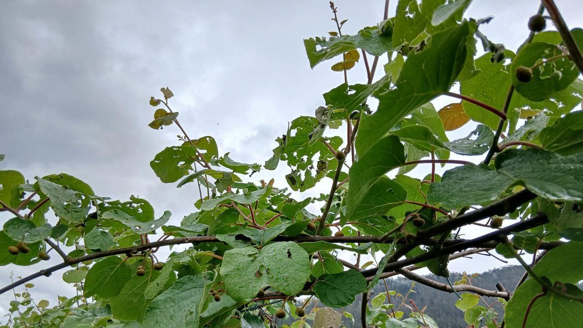 Hojas de kiwi agujereadas, en Forcinas.