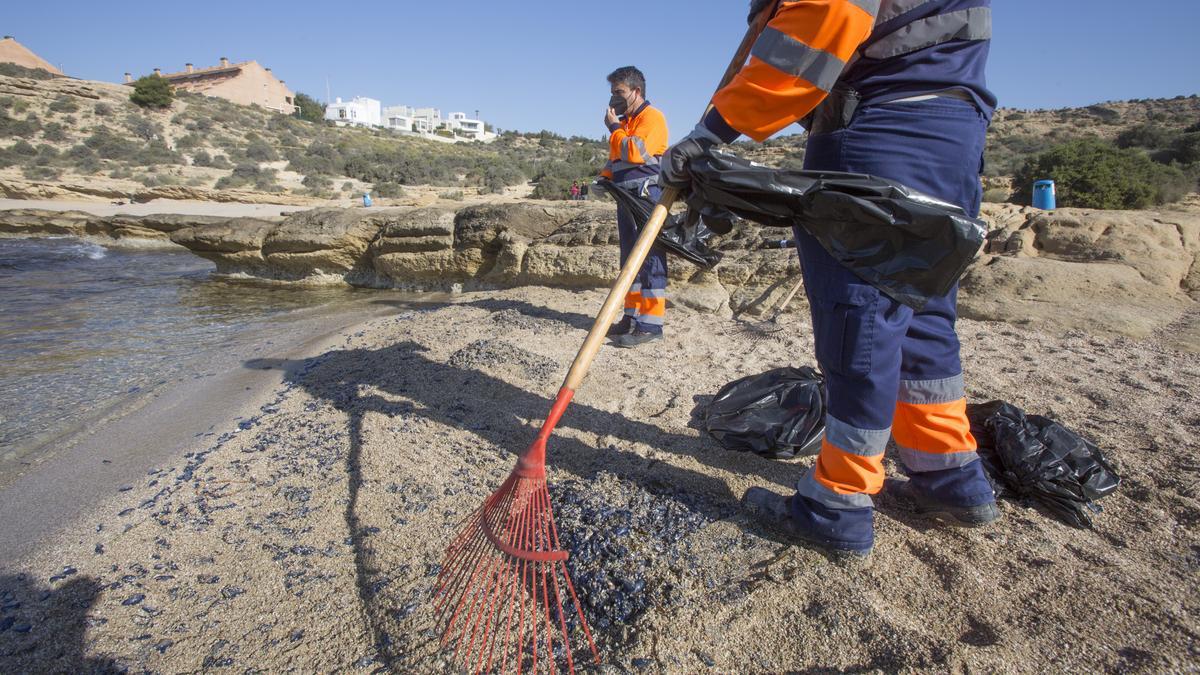 "Lágrimas del mar": así son las medusas velero que han llegado a Alicante