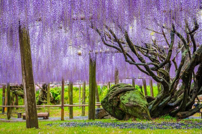 Glicinas en jardines de Kawachi