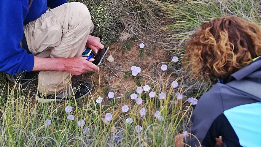 Brotes de ‘Convolvulus valentinus’ en s’Espartar. | J.M.L.R.